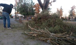 SIGUEN EN FUNCIONAMIENTO CENTROS DE ACOPIO PARA ÁRBOLES DE NAVIDAD 3