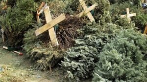 arboles_de_navidad