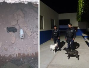 perritos