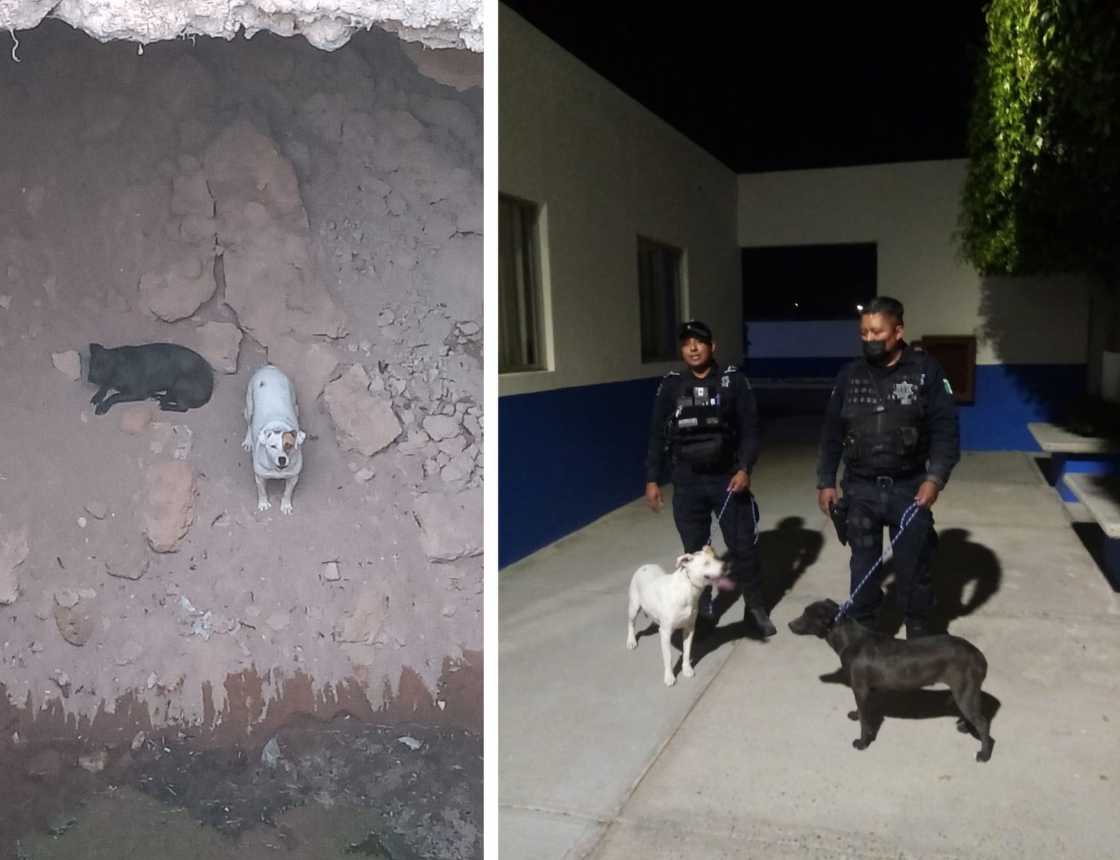 perritos