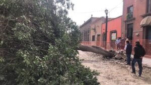 vientos árbol caído