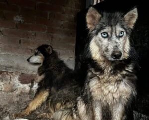 huskys