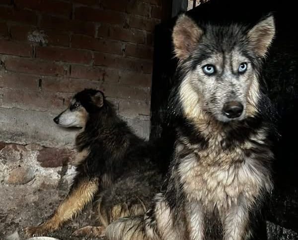 huskys